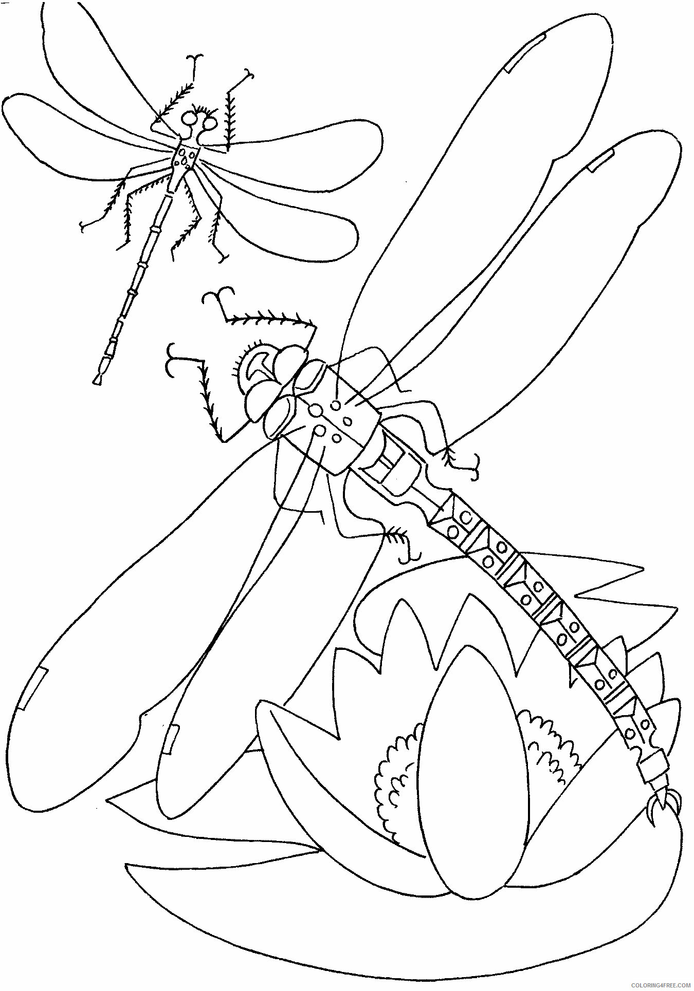 Dragonfly Coloring Pages Animal Printable Sheets Dragonfly 2021 1782 Coloring4free