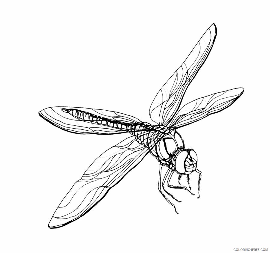 Dragonfly Coloring Sheets Animal Coloring Pages Printable 2021 1442 Coloring4free