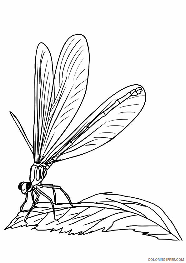 Dragonfly Coloring Sheets Animal Coloring Pages Printable 2021 1443 Coloring4free