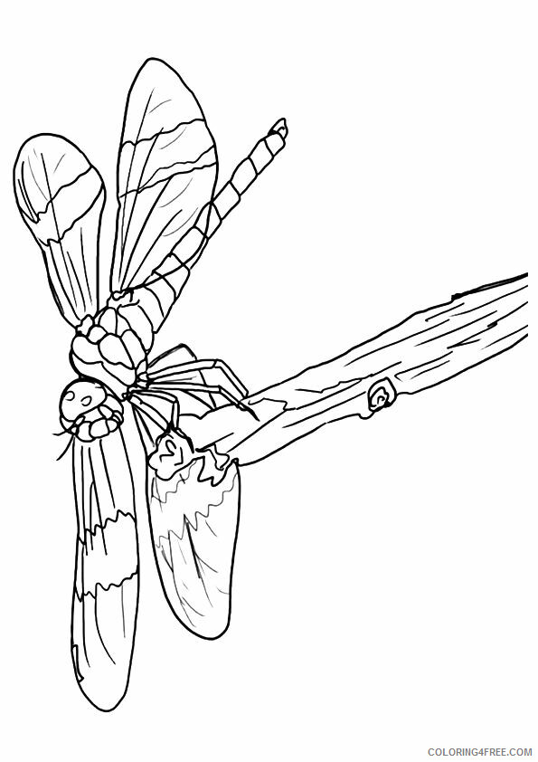 Dragonfly Coloring Sheets Animal Coloring Pages Printable 2021 1446 Coloring4free