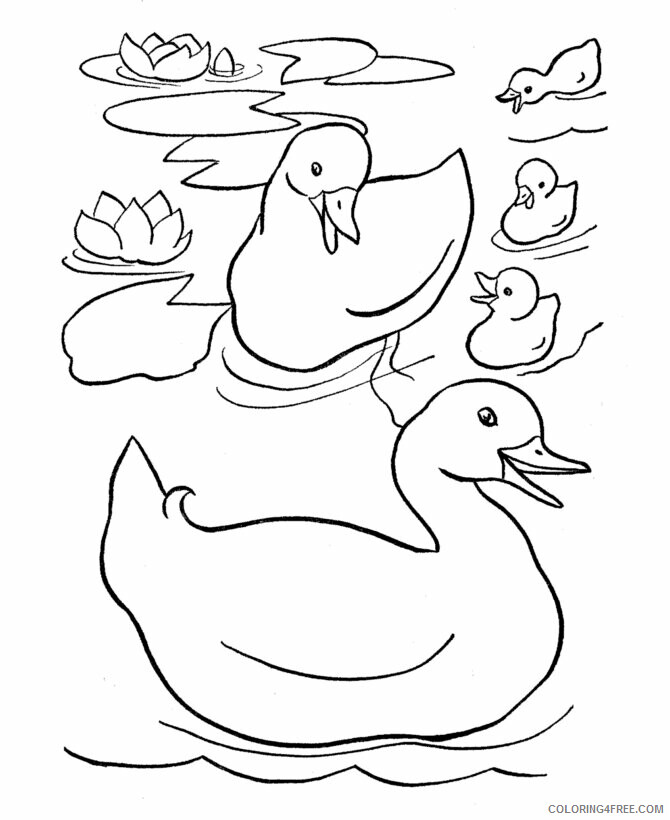 Duck Coloring Pages Animal Printable Sheets Download Ducks 2021 1798 Coloring4free