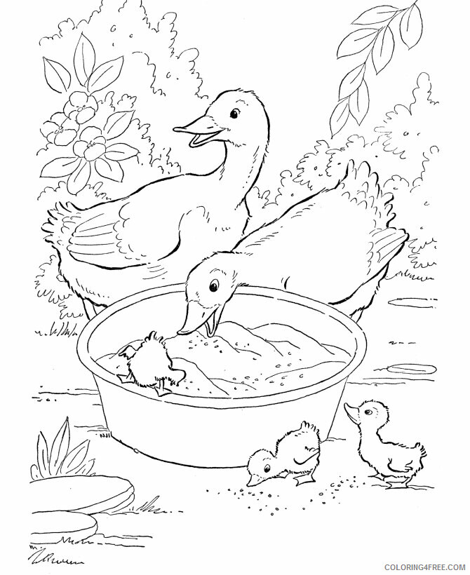 Duck Coloring Pages Animal Printable Sheets Ducks 2021 1795 Coloring4free