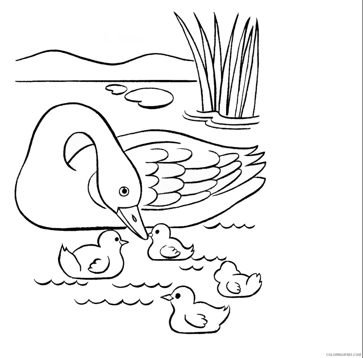 Duck Coloring Pages Animal Printable Sheets duck_cl_08 2021 1803 Coloring4free
