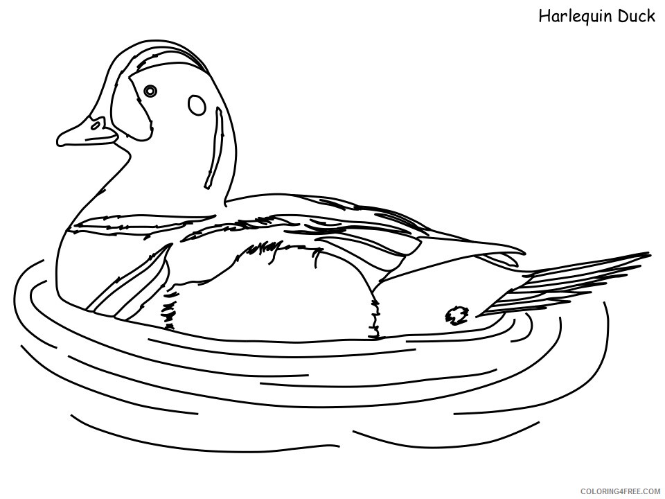 Duck Coloring Pages Animal Printable Sheets harlequin duck 2021 1837 Coloring4free