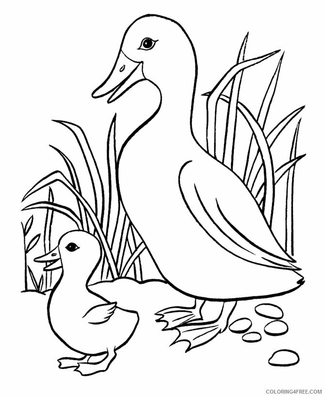 Duck Coloring Sheets Animal Coloring Pages Printable 2021 1474 Coloring4free