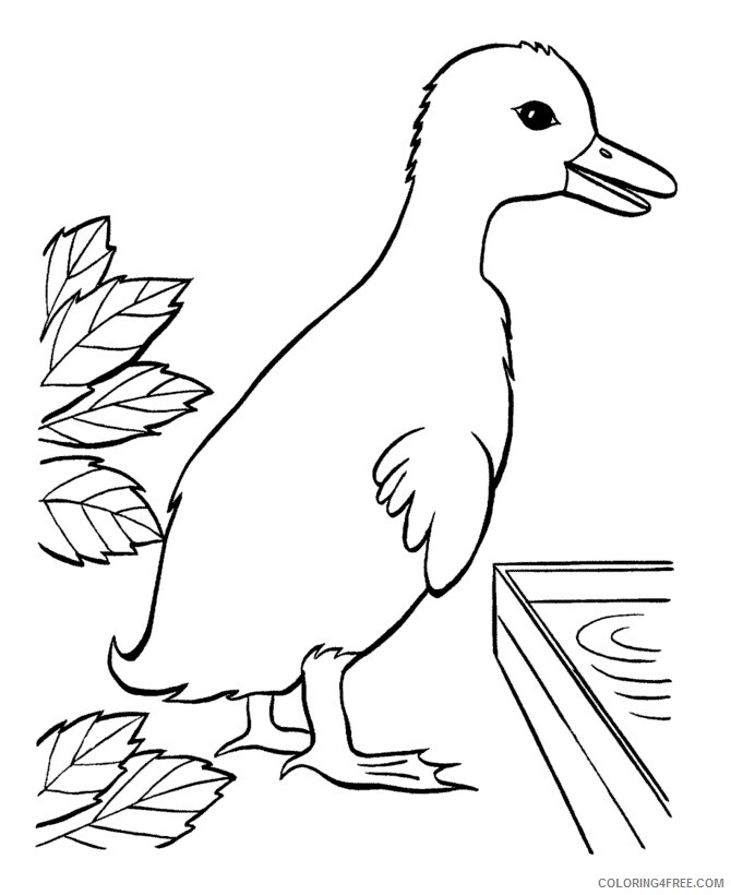 Duck Coloring Sheets Animal Coloring Pages Printable 2021 1498 Coloring4free