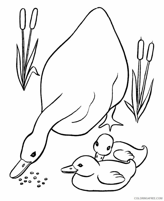 Duckling Coloring Pages Animal Printable Sheets Duck and Ducklings 2021 1845 Coloring4free