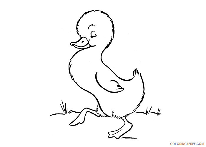 Duckling Coloring Pages Animal Printable Sheets Duckling 2021 1847 Coloring4free