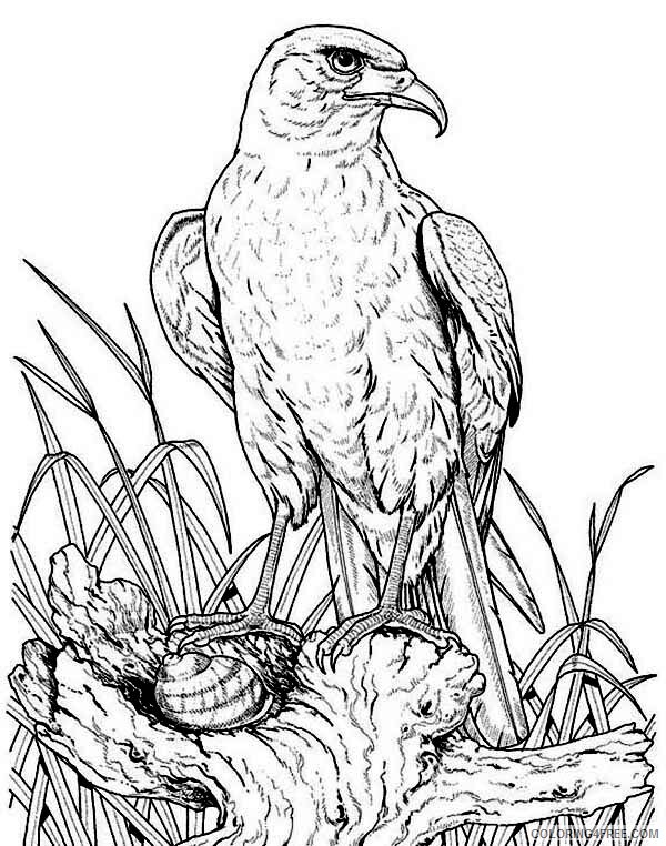 Eagle Coloring Pages Animal Printable Sheets Eagle Back to His Nest 2021 1861 Coloring4free