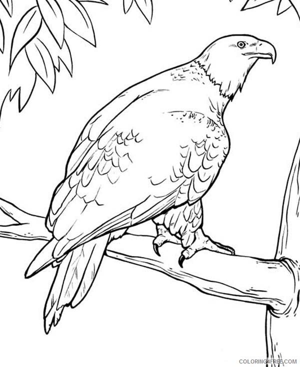 Eagle Coloring Pages Animal Printable Sheets Eagle Rest on Tree Branch 2021 1878 Coloring4free