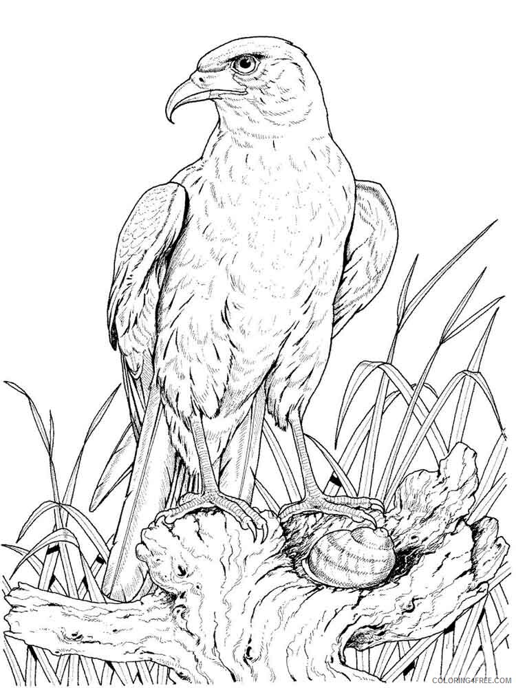 Eagle Coloring Pages Animal Printable Sheets Eagle birds 14 2021 1865 Coloring4free