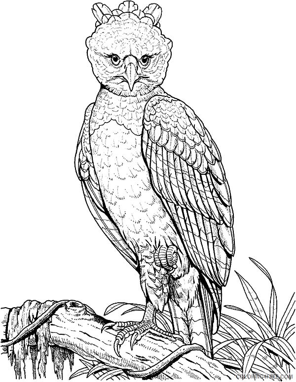 Eagle Coloring Pages Animal Printable Sheets Harpy Eagle Perched on Branch 2021 Coloring4free