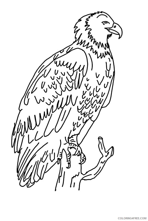 Eagle Coloring Pages Animal Printable Sheets Harpy Eagle for Kids 2021 1883 Coloring4free