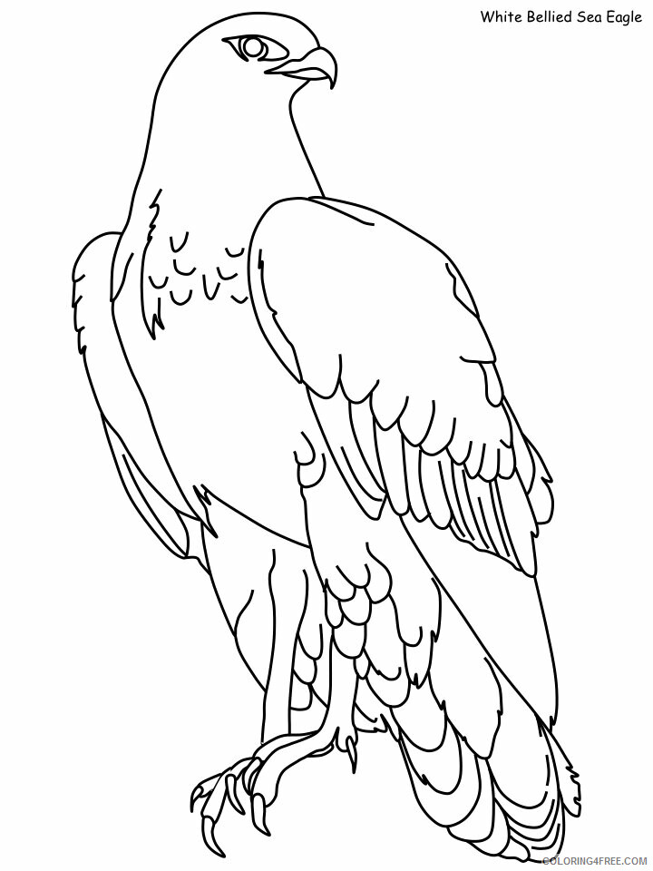 Eagle Coloring Pages Animal Printable Sheets sea eagle 2021 1892 Coloring4free