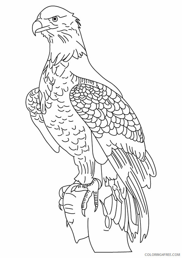 Eagle Coloring Sheets Animal Coloring Pages Printable 2021 1528 Coloring4free