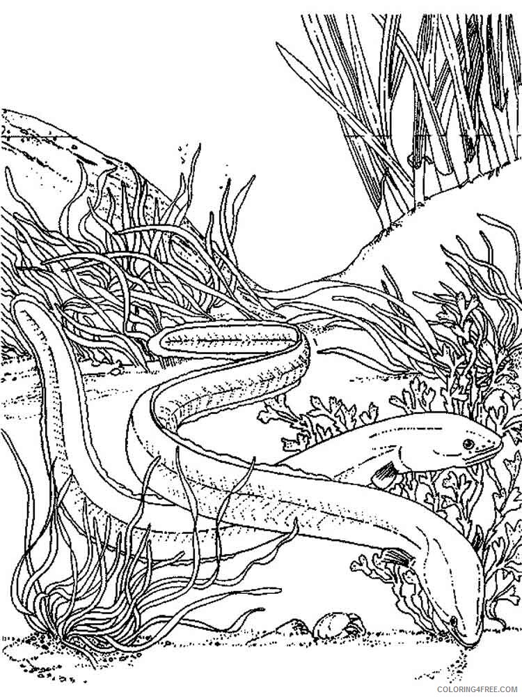 Eels Coloring Pages Animal Printable Sheets Eels 6 2021 1904 Coloring4free