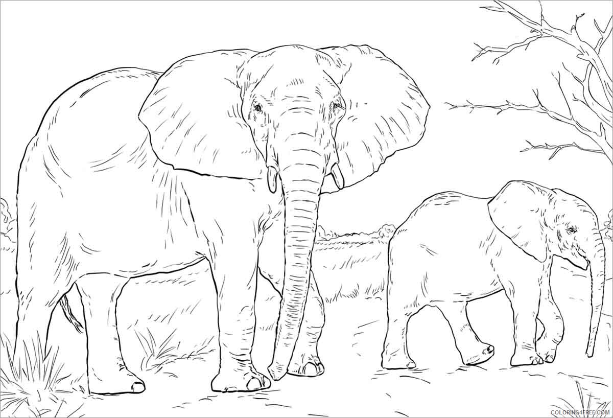 Elephant Coloring Pages Animal Printable African Elephant Moms and Baby 2021 Coloring4free