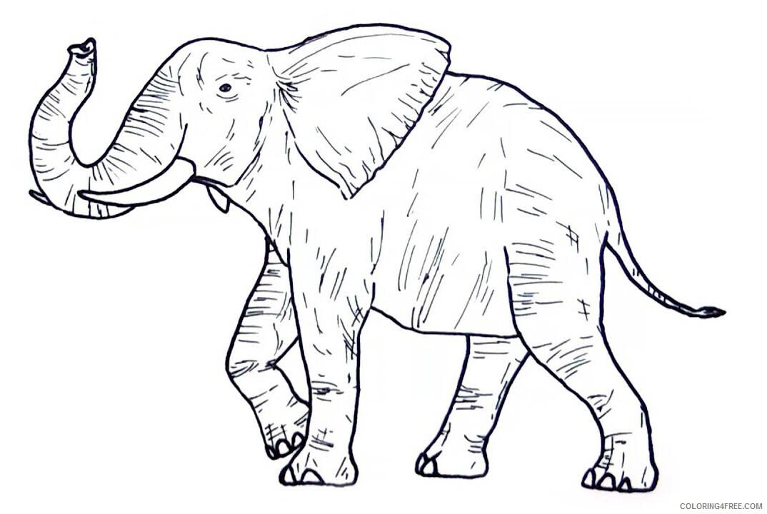 Elephant Coloring Pages Animal Printable Sheets Wild Animal Elephant 2021 1980 Coloring4free