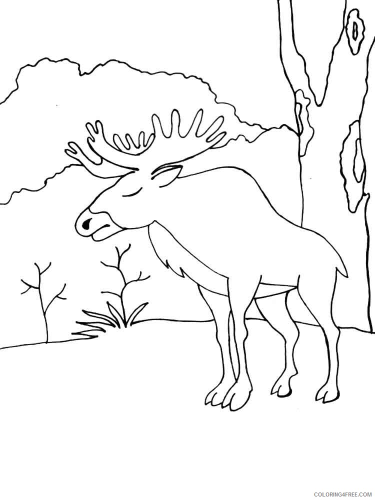 Elk Coloring Pages Animal Printable Sheets Elk 11 2021 1984 Coloring4free