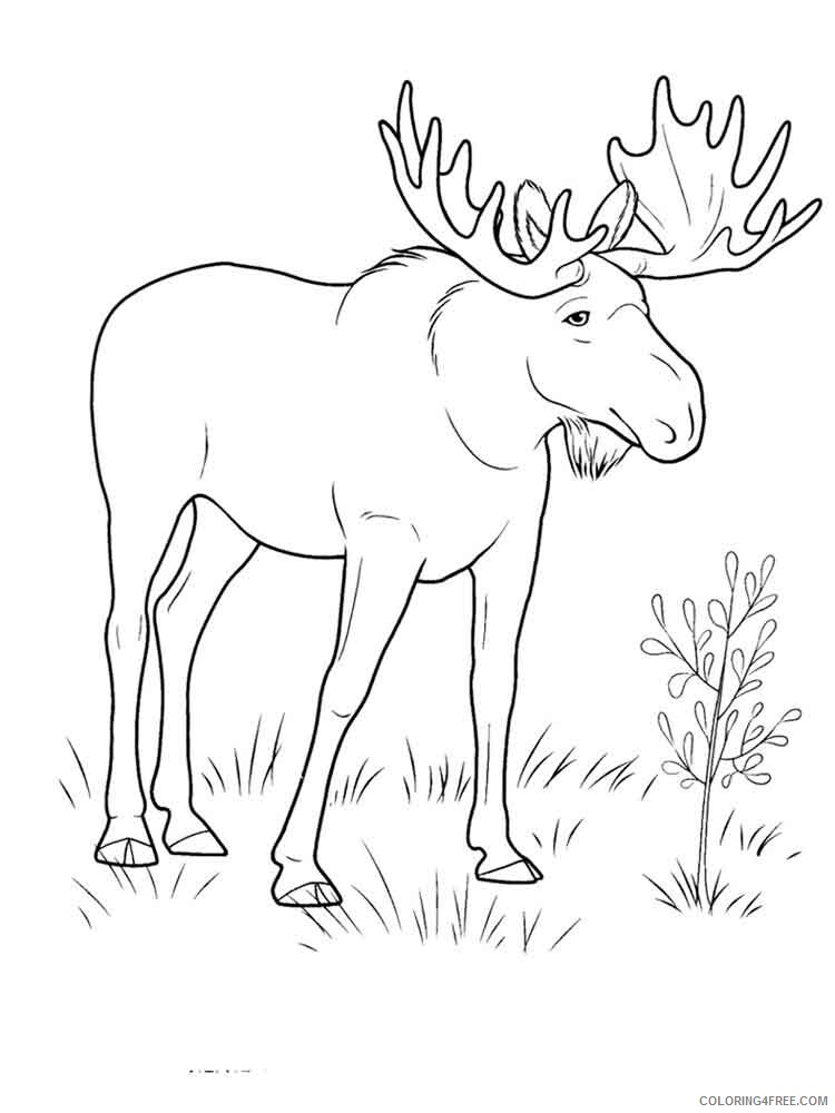 Elk Coloring Pages Animal Printable Sheets Elk 13 2021 1986 Coloring4free