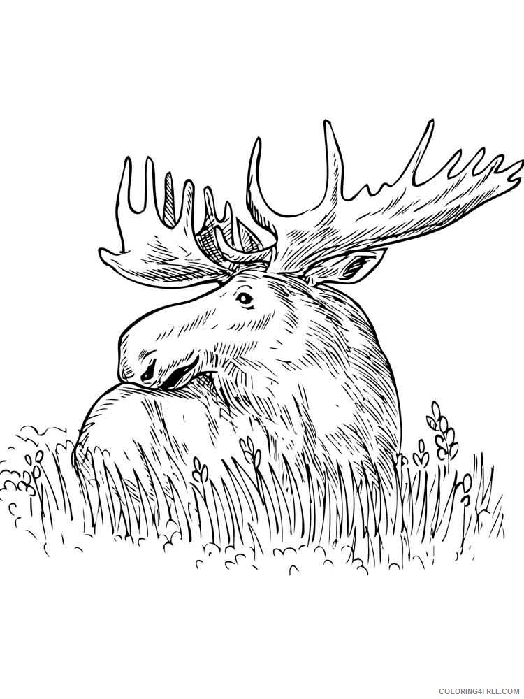 Elk Coloring Pages Animal Printable Sheets Elk 5 2021 1988 Coloring4free