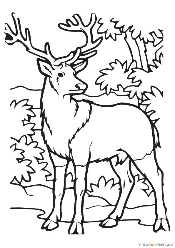 Elk Coloring Pages Animal Printable Sheets a calm and peaceful elk 2021 1982 Coloring4free