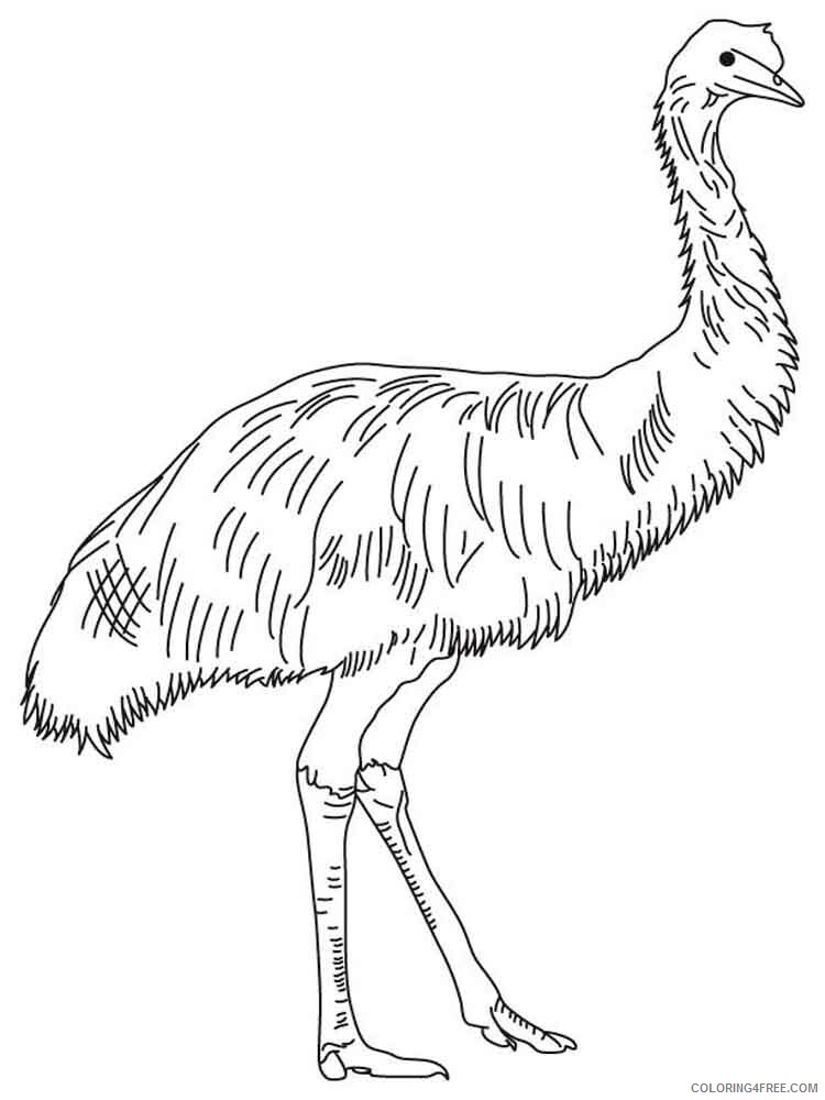 Emu Coloring Pages Animal Printable Sheets Emu birds 11 2021 1991 Coloring4free