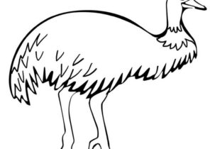 Download Emu Coloring Pages - Coloring4Free.com