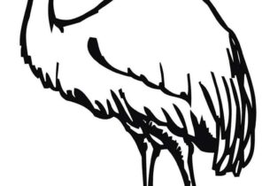 Download Emu Coloring Pages - Coloring4Free.com