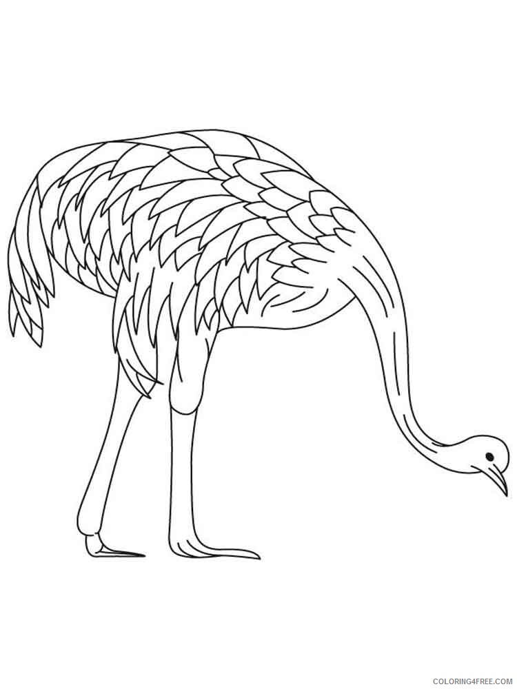 Emu Coloring Pages Animal Printable Sheets Emu birds 9 2021 1997 Coloring4free