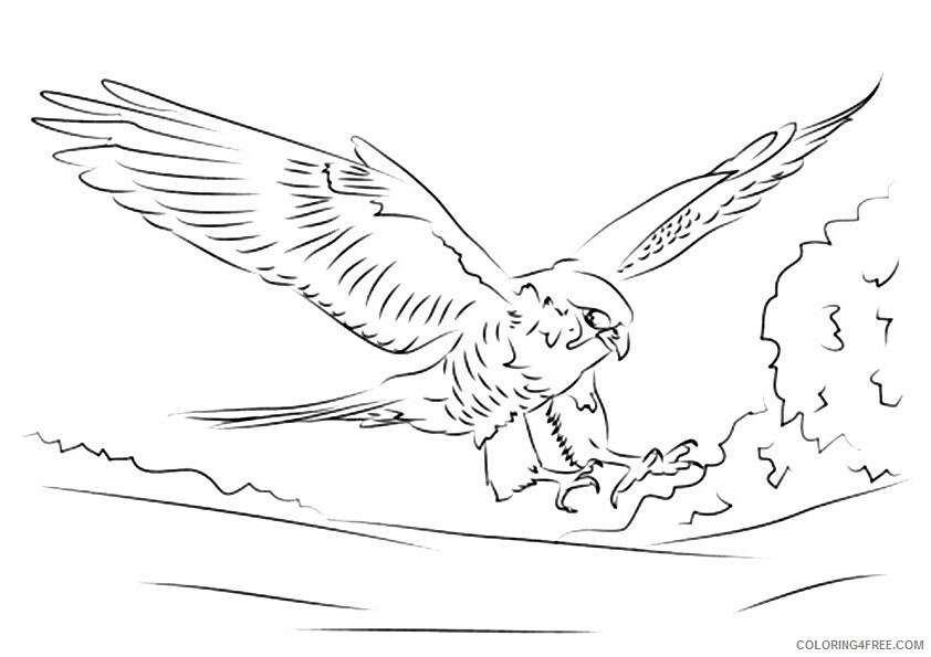 Falcon Coloring Sheets Animal Coloring Pages Printable 2021 1599 Coloring4free