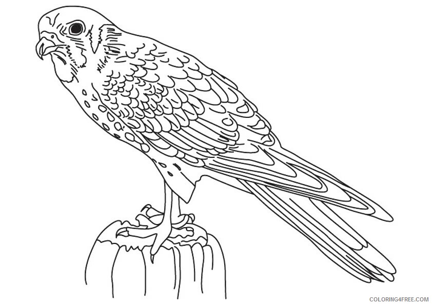 Falcon Coloring Sheets Animal Coloring Pages Printable 2021 1601 Coloring4free