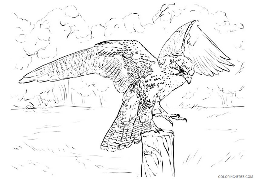 Falcon Coloring Sheets Animal Coloring Pages Printable 2021 1604 Coloring4free