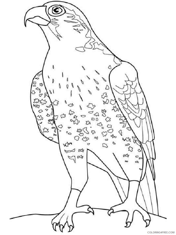 Falcons Coloring Pages Animal Printable Sheets Falcons birds 13 2021 2001 Coloring4free