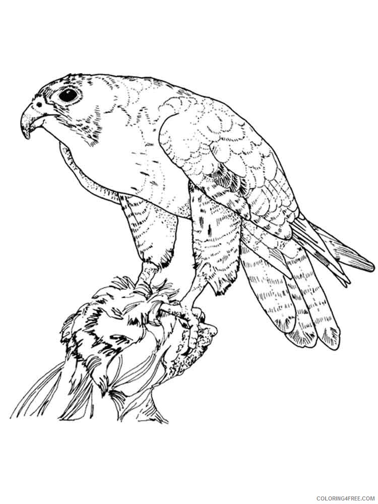 Falcons Coloring Pages Animal Printable Sheets Falcons birds 14 2021 2002 Coloring4free