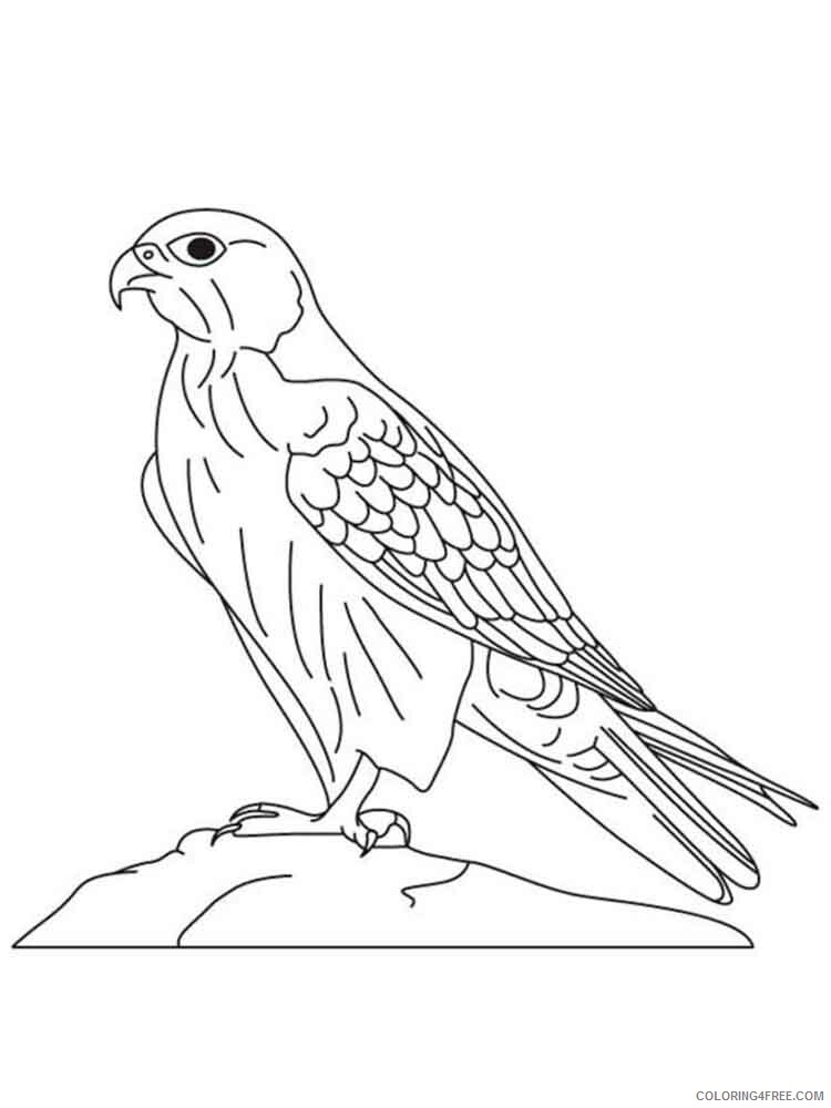 Falcons Coloring Pages Animal Printable Sheets Falcons birds 2 2021 2003 Coloring4free