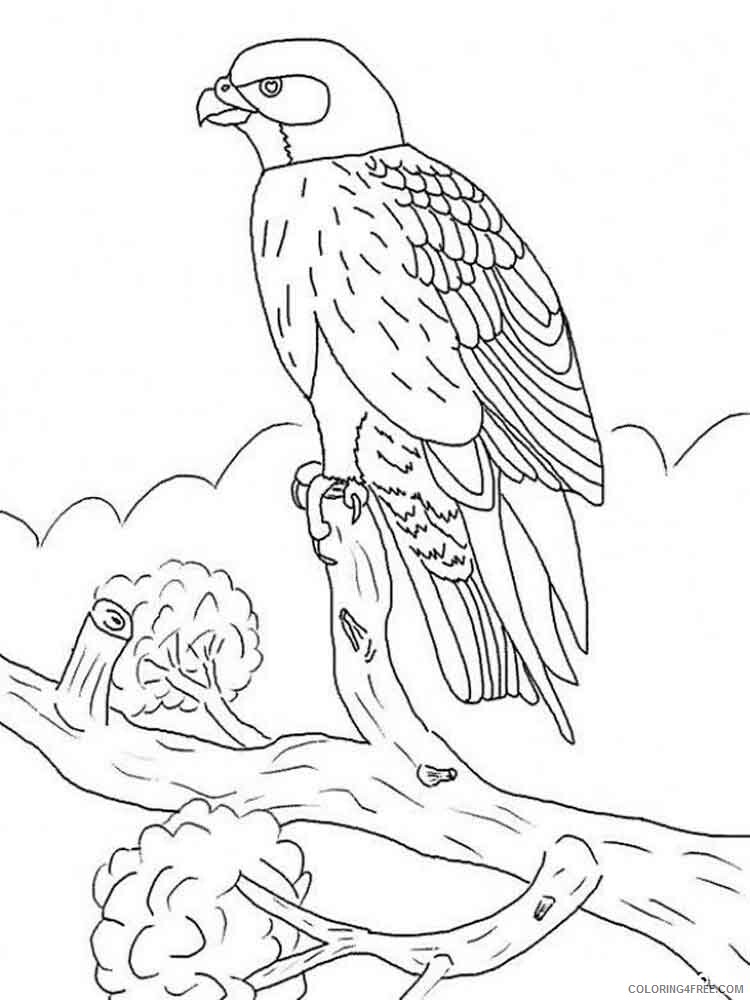 Falcons Coloring Pages Animal Printable Sheets Falcons birds 4 2021 2005 Coloring4free