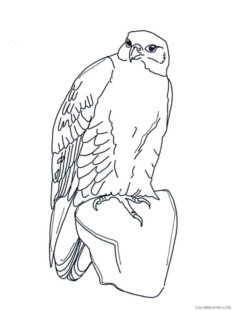 Falcons Coloring Pages Animal Printable Sheets Falcons birds 8 2021 2009 Coloring4free