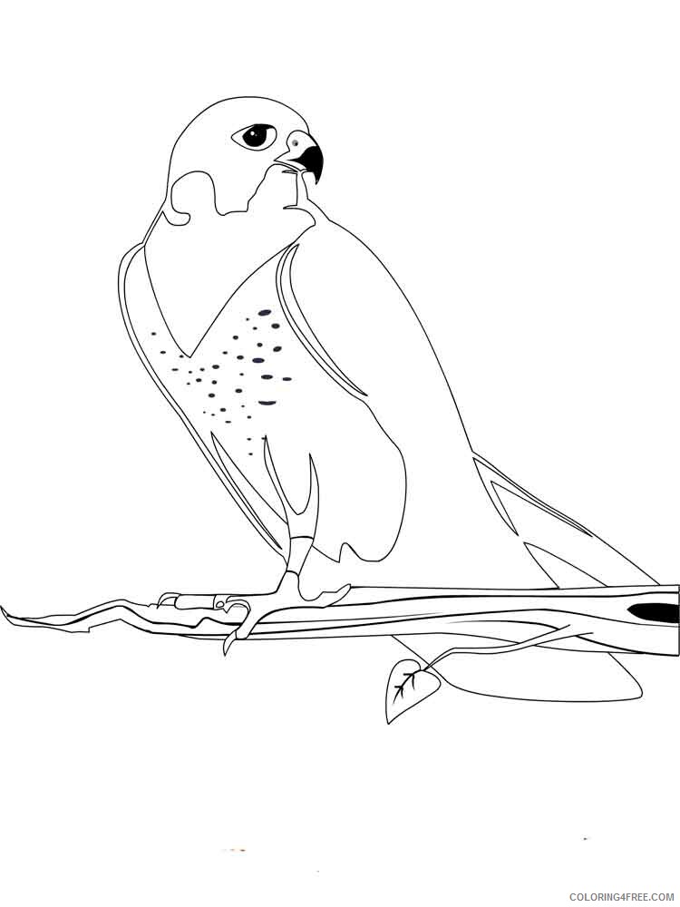 Falcons Coloring Pages Animal Printable Sheets Falcons birds 9 2021 2010 Coloring4free