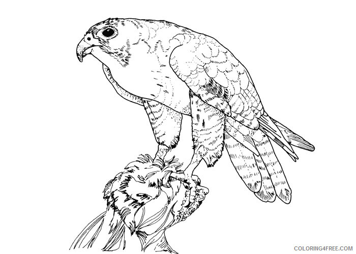 Falcons Coloring Pages Animal Printable Sheets Peregrine falcon bird 2021 2011 Coloring4free