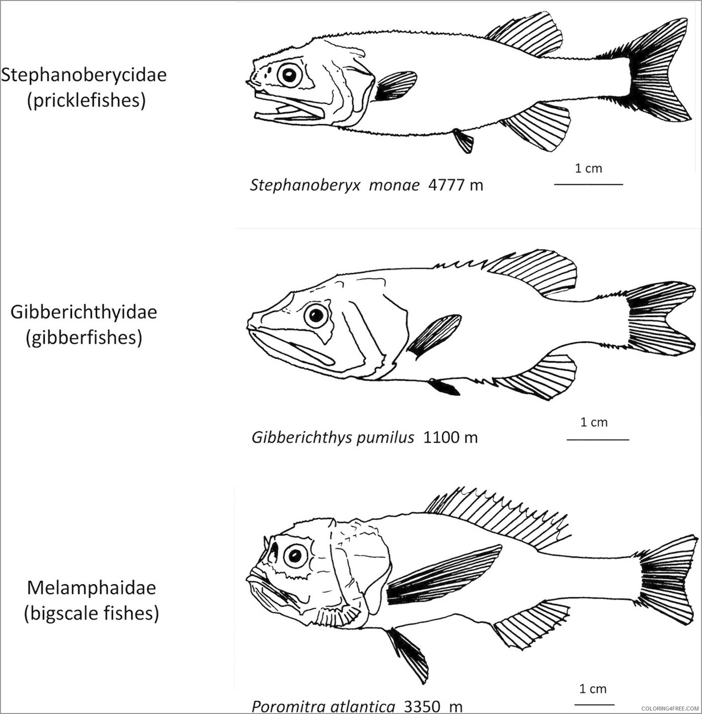 Fish Coloring Pages Animal Printable Sheets black stripe cardinal deep sea 2021 Coloring4free