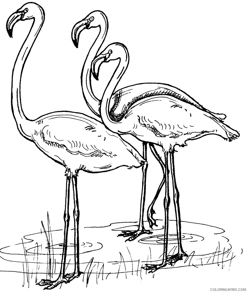 Flamingo Coloring Sheets Animal Coloring Pages Printable 2021 1811 Coloring4free