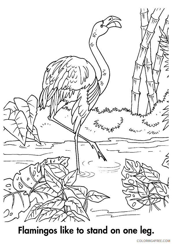 Flamingo Coloring Sheets Animal Coloring Pages Printable 2021 1830 Coloring4free