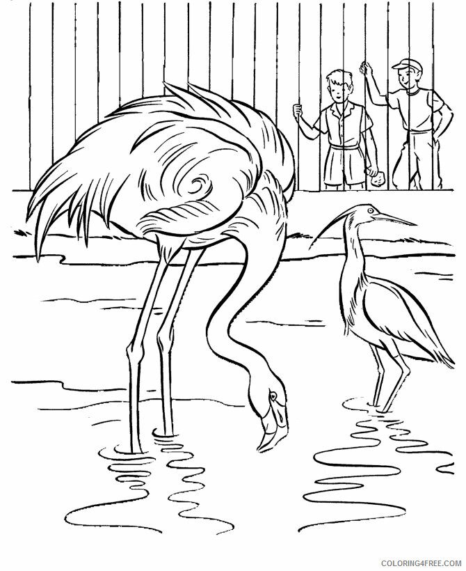Flamingos Coloring Pages Animal Printable Sheets Flamingo Zoo Animals 2021 2154 Coloring4free