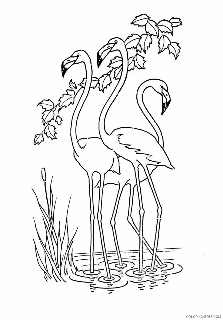 Flamingos Coloring Pages Animal Printable Sheets Flamingos 2021 2152 Coloring4free