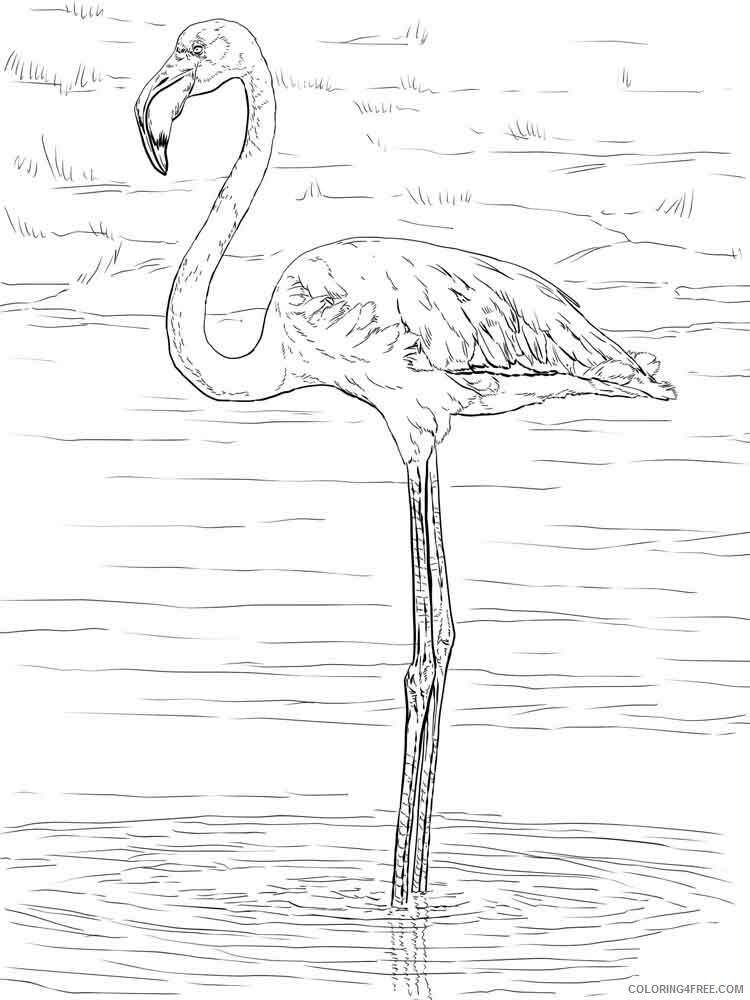 Flamingos Coloring Pages Animal Printable Sheets Flamingos birds 15 2021 2146 Coloring4free
