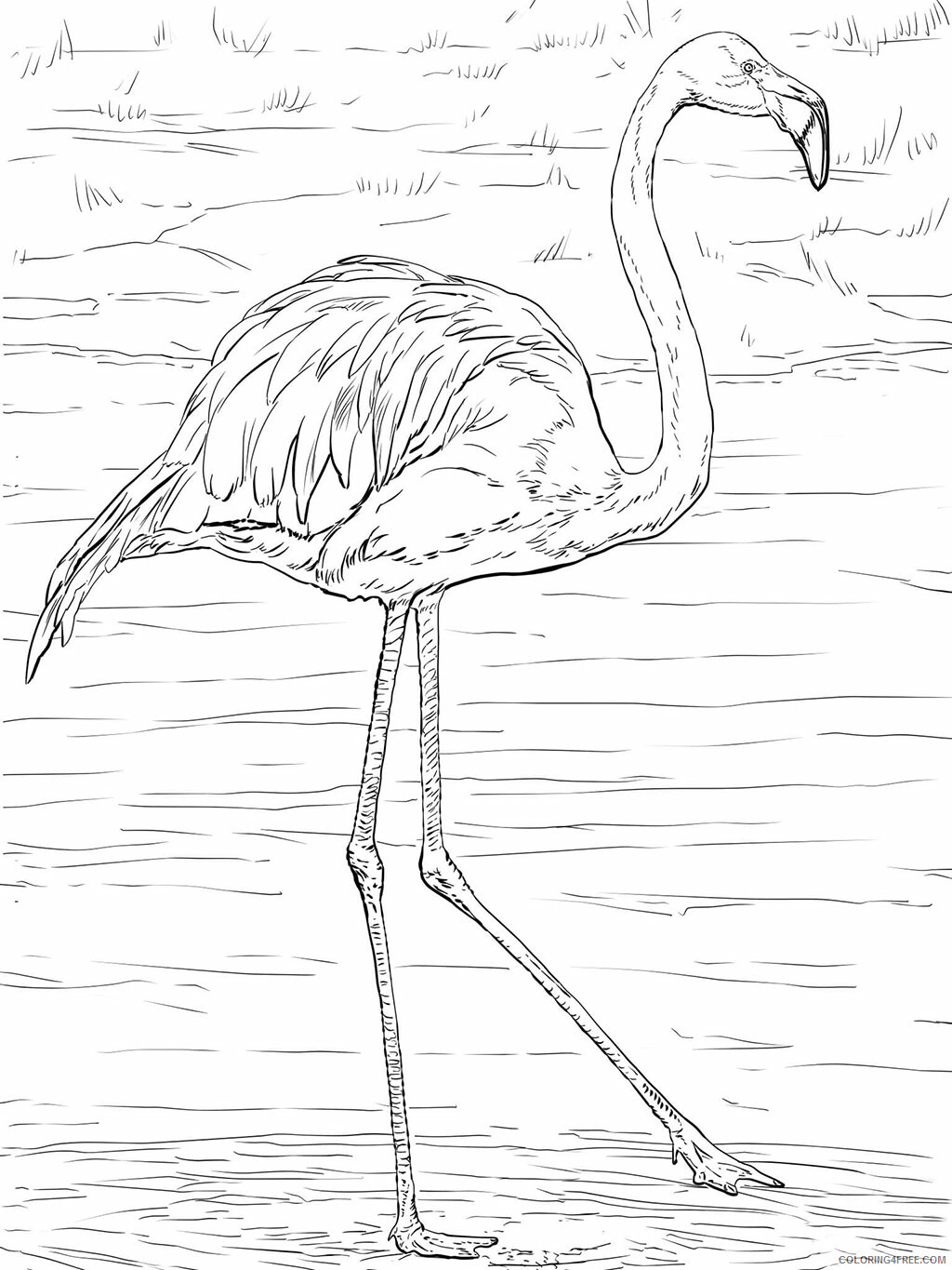 Flamingos Coloring Pages Animal Printable Sheets Realistic Flamingo 2021 2160 Coloring4free Coloring4free Com