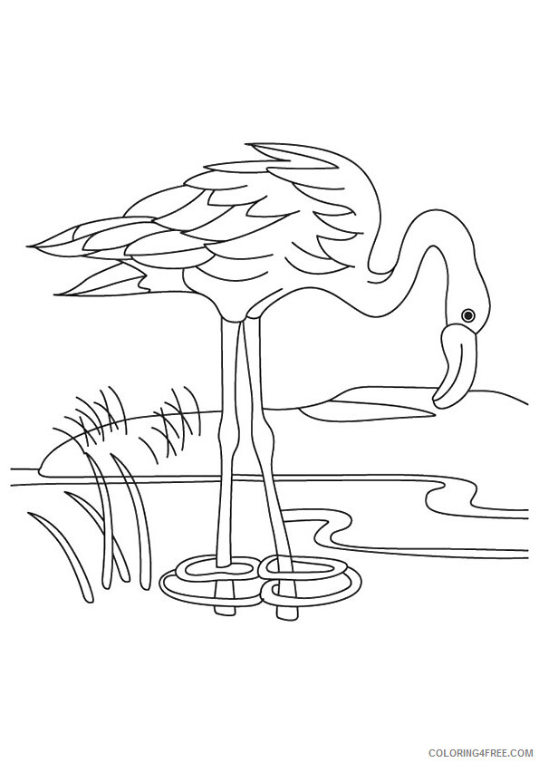 Flamingos Coloring Pages Animal Printable Sheets drinking water from lake 2021 Coloring4free