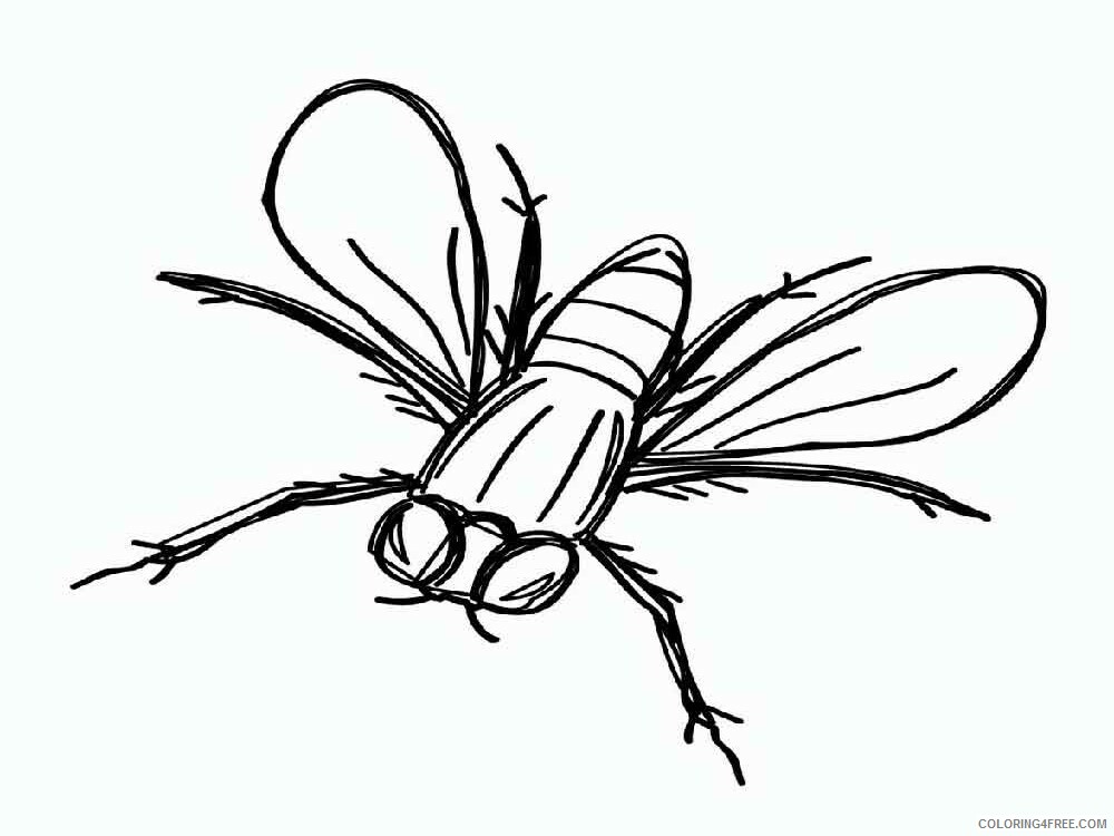 Fly Coloring Pages Animal Printable Sheets Fly 13 2021 2168 Coloring4free