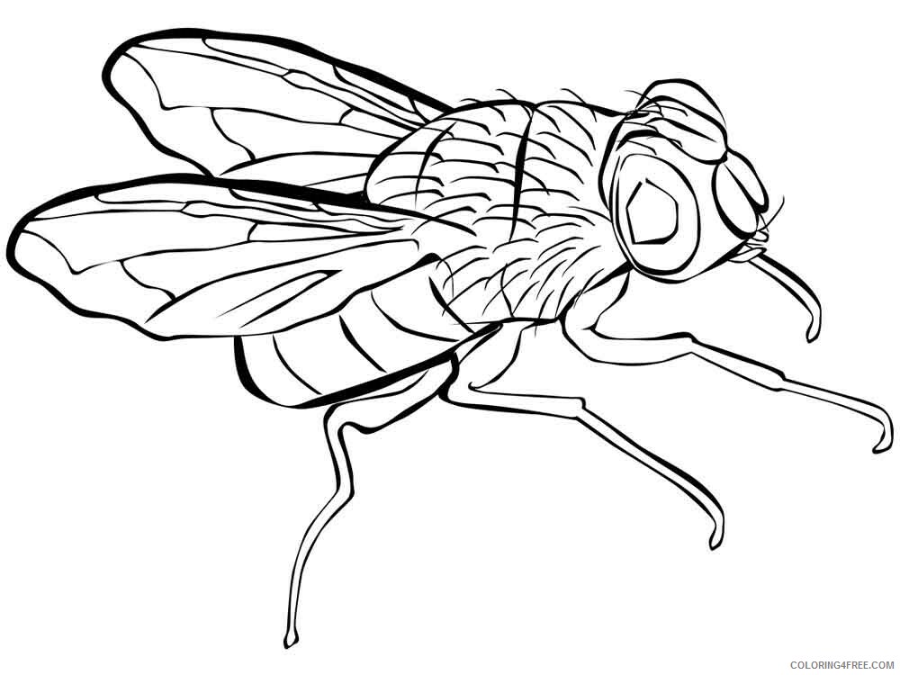 Fly Coloring Pages Animal Printable Sheets Fly 15 2021 2169 Coloring4free